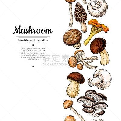 边框,食品,草图,绘画插图,矢量,蘑菇,分离着色,国境线,牛肝菌,蔬菜