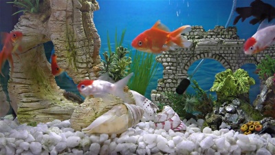 水族箱里的金鱼