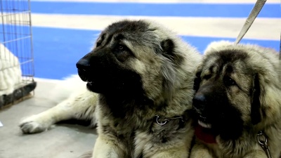 高加索牧羊犬