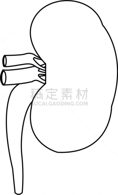 健康保健,人,肾脏,动物内脏,分离着色,白色,红色,矢量,教育