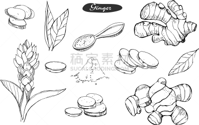华丽的,动物手,生姜,茶,饮料,蔬菜,香料,食品,绘制,烹调