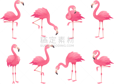 火烈鸟,鸟类,粉色,热带气候,玫瑰,可爱的,野生动物,自然美,动物,站