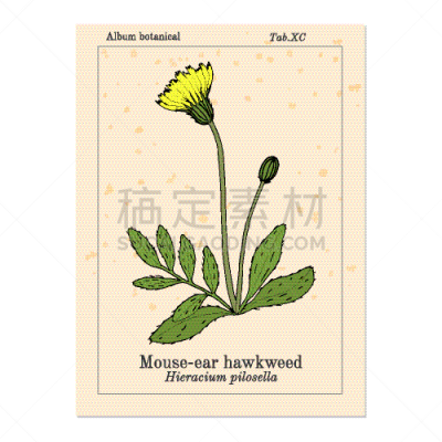 mouse-ear hawkweed hieracium pilosella medicinal