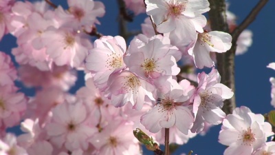   粉红色的花朵