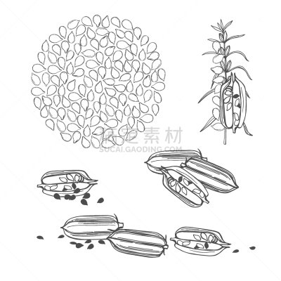 植物,绘画插图,芝麻,矢量,草图,蔬菜,健康保健,药,香料,瓶子