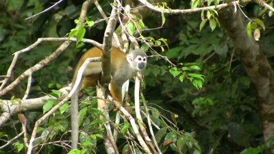 野生松鼠猴(Saimiri Sciureus)