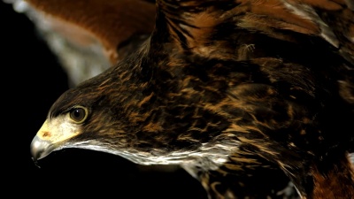   Super Slow-Mo 飞翔的Harris Hawk