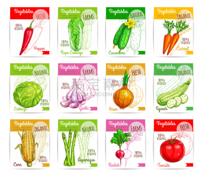 蔬菜,矢量,价格标签,方形画幅,农业,素食,贺卡,胡瓜,清新,香料