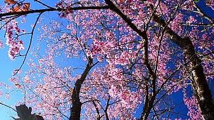 推拉镜头 蓝天背景下的春天粉色樱花
