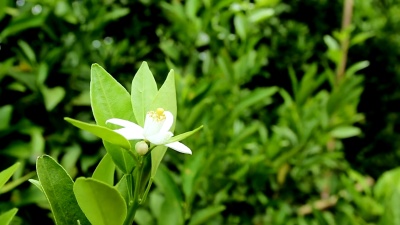 橙花