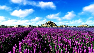 山区附近的法国薰衣草田