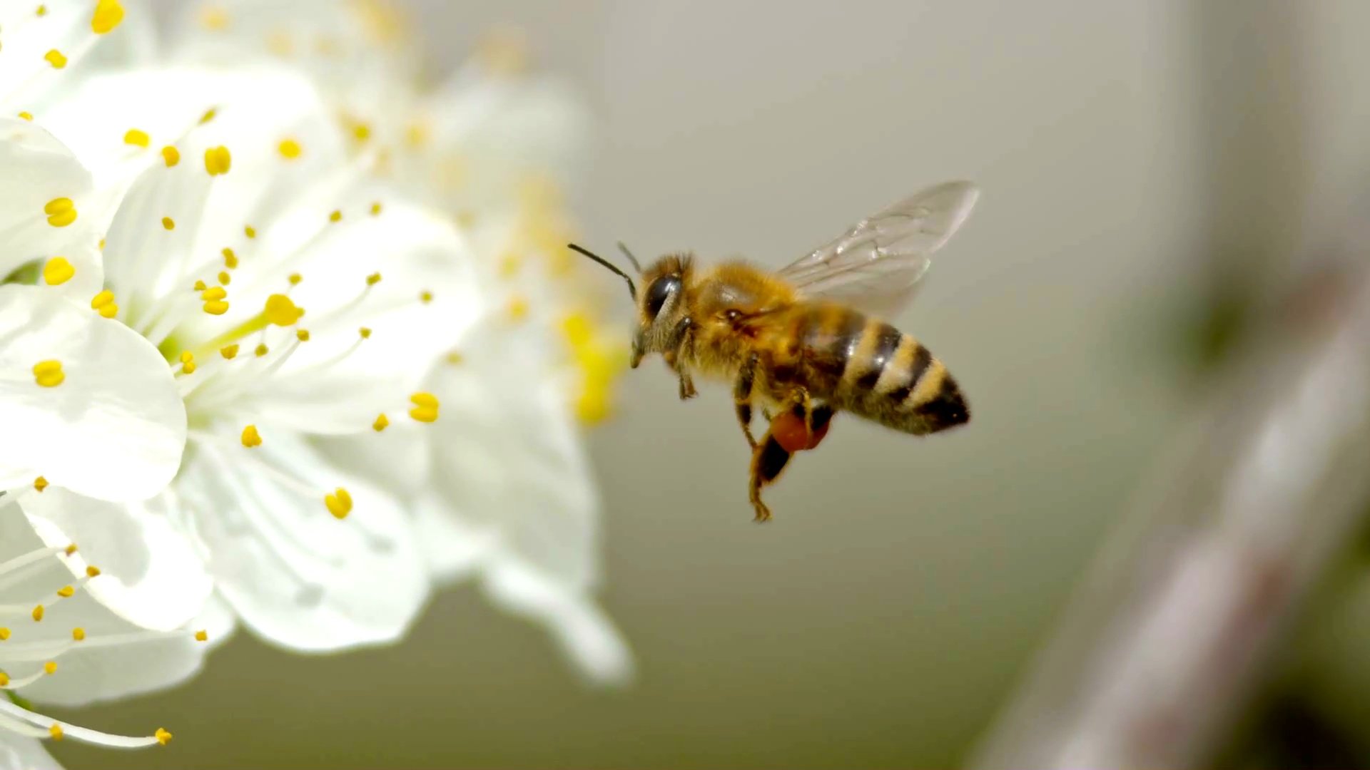 Slo MO TS蜂蜜接近一朵白色的花朵并试图降落在花瓣上