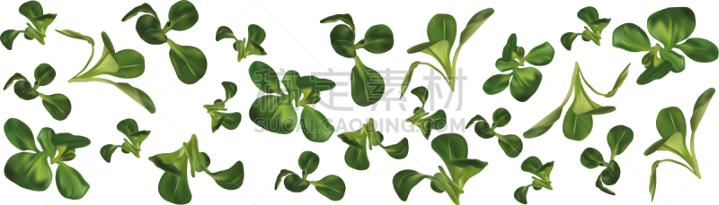 3d realistic lamb s lettuce on white background