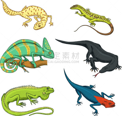 变色龙,绿鬣蜥,科莫多巨蜥,蜥蜴,白色,绿色,黑色,可爱的,自然,收集