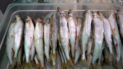 海鲜市场柜台上大量冷冻熔鱼的特写