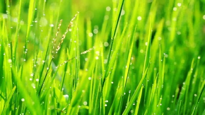 滴水草