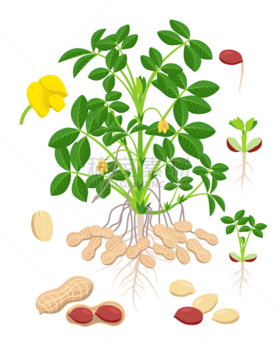 peanut growth parts and stages - set botanical