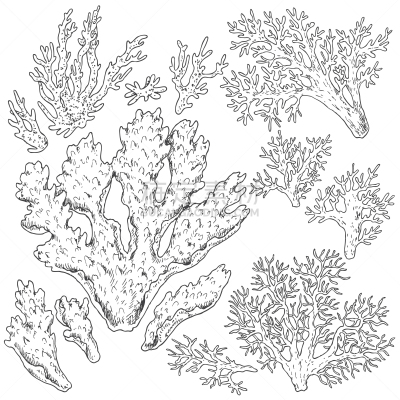 珊瑚,草图,水下,轮廓,白色,黑色,环境,自然,图像,布置