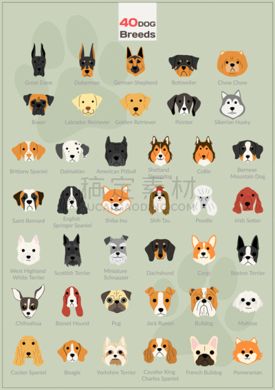 狗,背景,动物头,可爱的,纯种犬,梗犬,家庭,壁纸,布置,爱