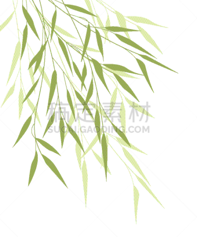 叶子,绿色,竹,分离着色,白色,亚洲,鸡尾酒,自然,装饰