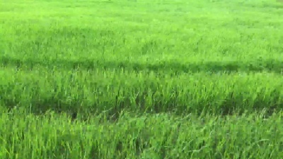 稻田丰收