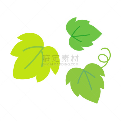 常春藤,有蔓植物,分离着色,白色背景,可爱的,华丽的,请柬,贺卡,清新,一个物体