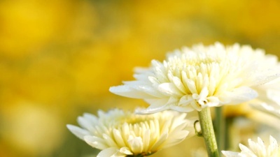 花园里盛开的菊花的淘汰照