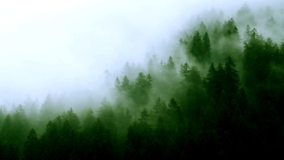 云雾山林