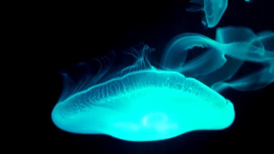 海里的水母