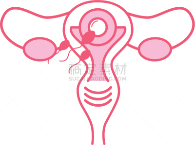 女性生殖系统,计算机图标,健康保健,人,有月经,图像,枝繁叶茂,女人