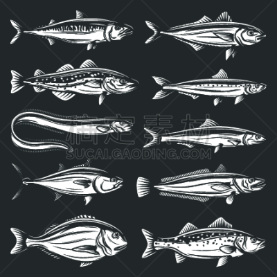 sea fish seafood tuna trout salmon anchovy