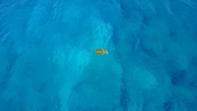 盘旋在浅水中的海龟游泳