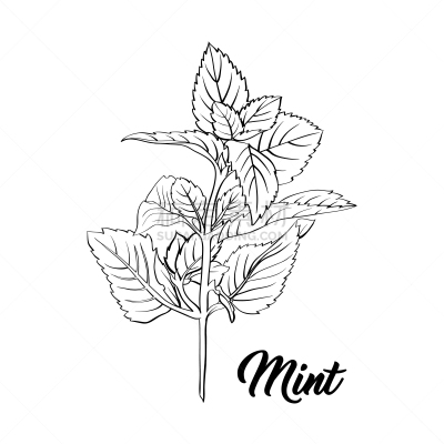 茶,分离着色,草本,枝,薄荷,绿色,化妆舞会服,绿薄荷,薄荷醇,胡椒薄荷