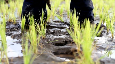 农民在田间种植水稻