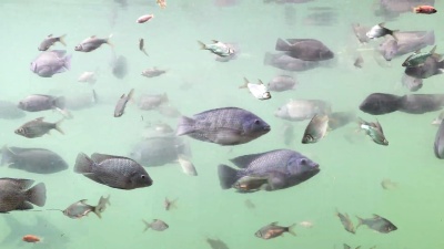 河马和淡水鱼在水下游泳。从侧面看。