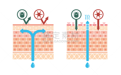 矢量,皮肤,绘画插图,皮炎,横截面,比较,空白的,视角,健康保健,医药职业