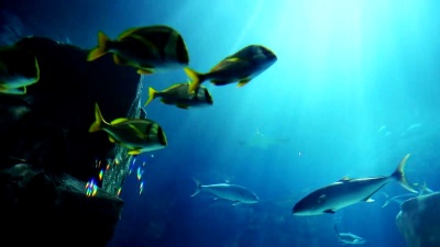 水族馆