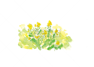 绘画插图,油菜花,仅一朵花,水彩画,华丽的,线条,水彩画颜料,环境,草,自然美