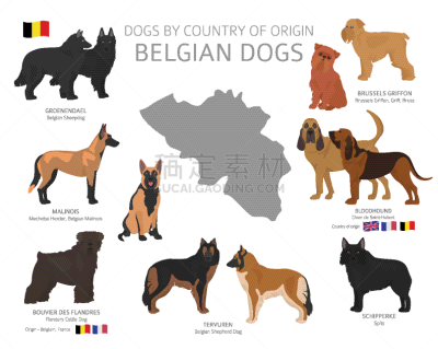 比利时,狗,非都市风光,起源,农业,纯种犬,法兰德斯畜牧犬,牧羊犬,图表,动物