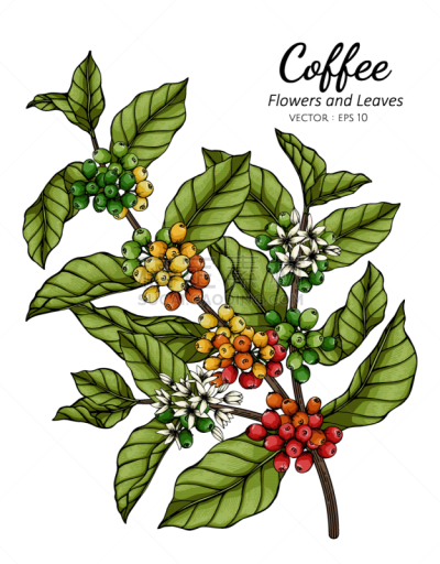 coffee flower and leaf drawing with line art on