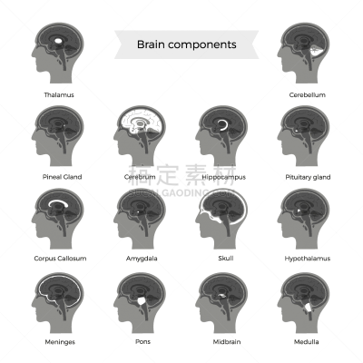 脑,计算机部件,生物学,人,中脑,半球体,男人,概念,布置,思考