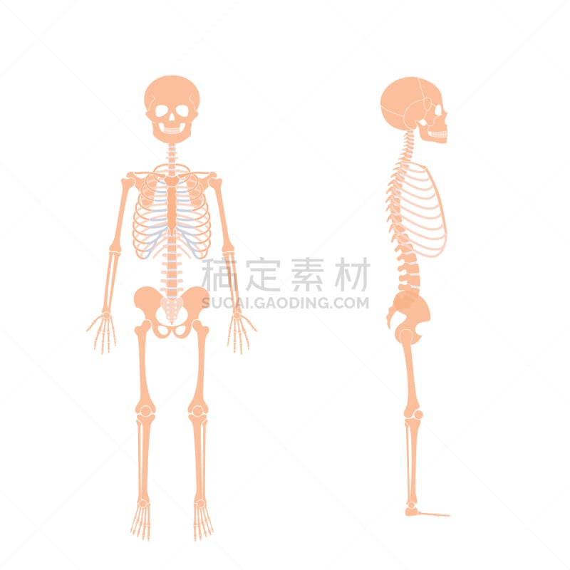 矢量,儿童,人类骨架,男孩,病历卡,有序,怪异,部分,背景分离