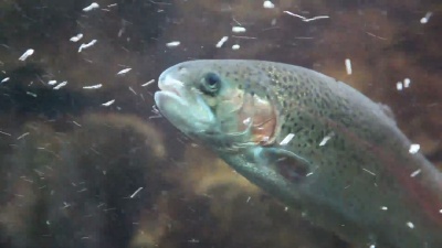 水下鳟鱼