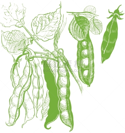 蔬菜,豌豆,绘画插图,白色,绿色,清新,农业,维生素,自然,复古