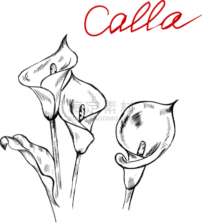 calla flowers design elements