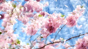 春天开花的樱桃