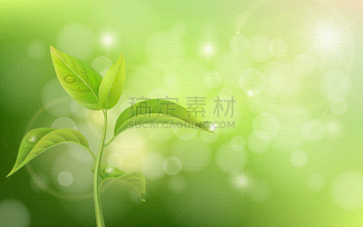秧苗,绿色背景,农业,蔬菜,清新,小的,植物,自然,生长,凝视