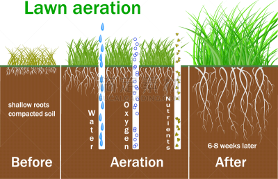 lawn aeration for active plant growth