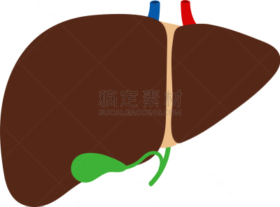 胆囊,分离着色,白色背景,肝脏,生物学,健康保健,摆拍,鹭管鱼