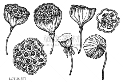 莲花,动物手,黑白图片,荷花,矢量,印度草医学,植物群,绘制,布置,复古